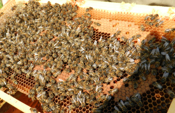 cadre abeilles